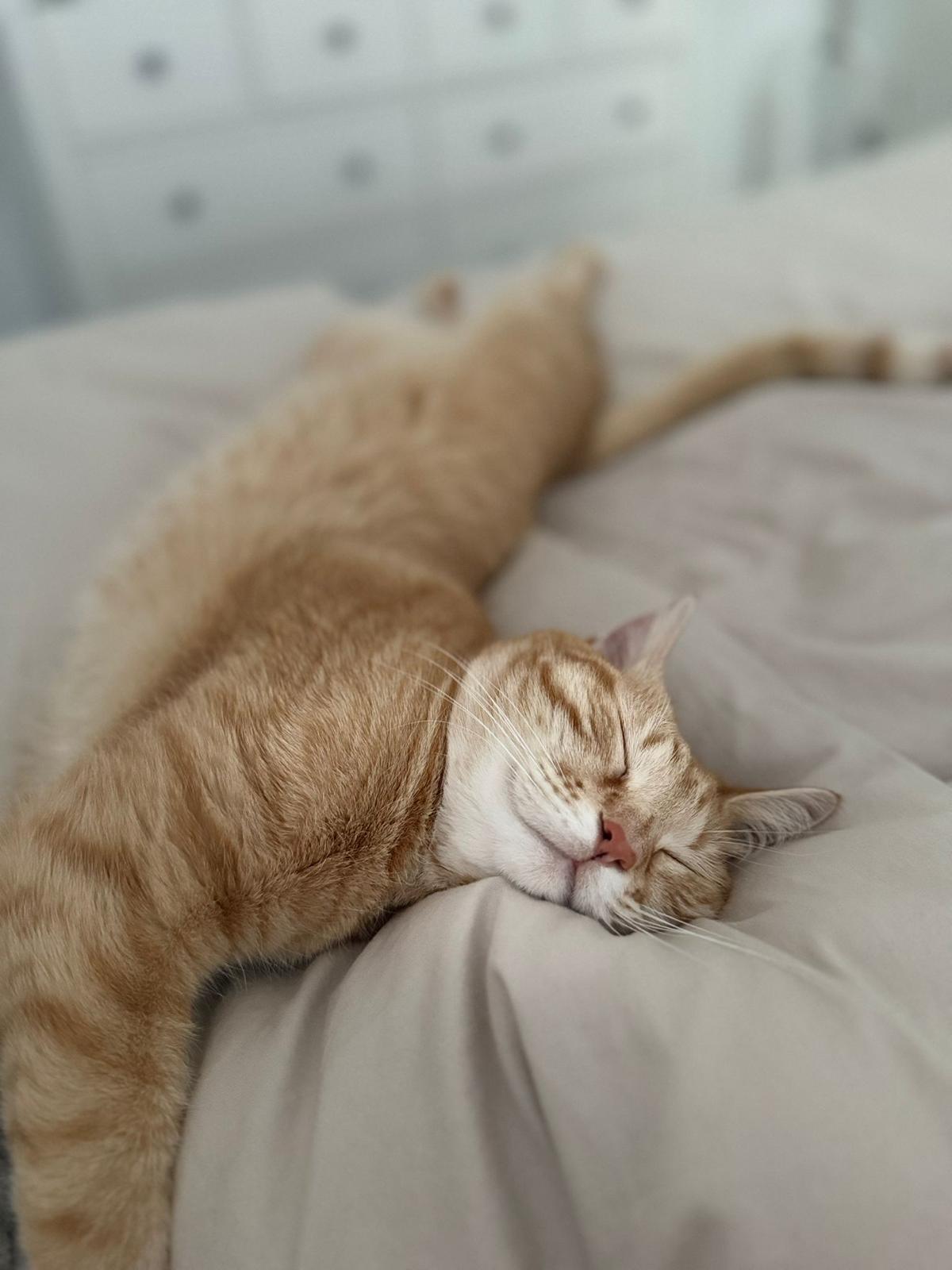 Ein Tag im Bett mit den Katzen